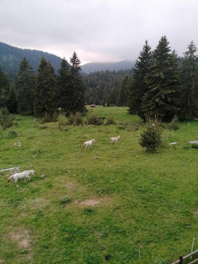 Forest Home 524 Paşmaklı Dış mekan fotoğraf